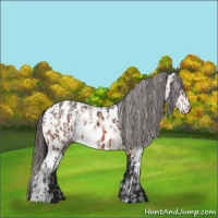 Horse Color:Bay Appaloosa  and White Spotted Bay Appaloosa 