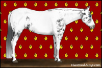Horse Color:White Spotted Black Splash Tobiano Frame Appaloosa 