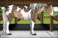 Horse Color:White Spotted Silver Buckskin Dun Splash Tobiano Rabicano 