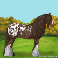 Horse Color:Gray Chestnut Appaloosa 