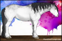 Horse Color:White Spotted Black 