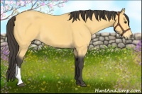 Horse Color:Buckskin 