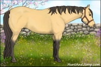 Horse Color:Buckskin 