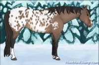 Horse Color:Brown Dun Sabino Appaloosa 