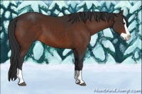 Horse Color:Brown Splash