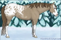 Horse Color:Smoky Grullo Splash Appaloosa 
