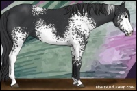 Horse Color:White Spotted Black Sabino