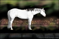 Horse Color:Buckskin Sabino  and Bay Sabino 