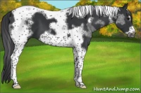 Horse Color:Black Tobiano Frame 