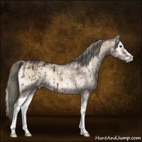 Horse Color:Liver Red Dun Ice Onyx Mushroom Sabino Brindle