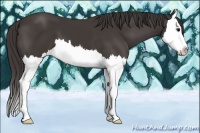 Horse Color:Smoky Black Splash 