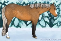 Horse Color:Silver Buckskin 
