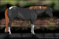 Horse Color:Liver Chestnut Tobiano