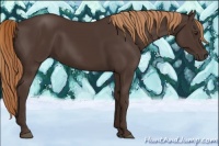 Horse Color:Liver Chestnut
