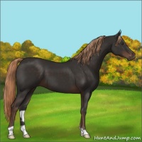 Horse Color:Liver Chestnut 