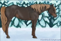Horse Color:Liver Chestnut 