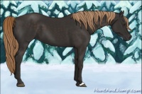 Horse Color:Liver Chestnut 