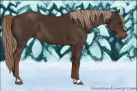 Horse Color:Liver Chestnut 