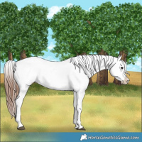 Horse Color:Brown Tobiano Near Leopard 