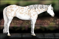 Horse Color:Silver Classic Champagne Dun Splash Appaloosa 