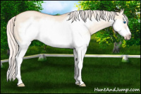 Horse Color:Silver Amber Champagne Dun Splash Frame Rabicano