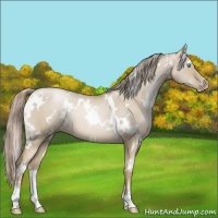 Horse Color:White Spotted Chocolate Palomino Pearl Dun 