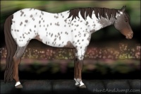 Horse Color:Liver Red Roan Near Leopard 