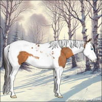 Horse Color:Buckskin Roan Splash Tobiano 