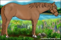 Horse Color:Chestnut 