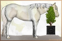 Horse Color:Smoky Creme Roan Tobiano Rabicano 