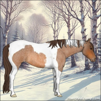 Horse Color:Buckskin Roan Tobiano Appaloosa 
