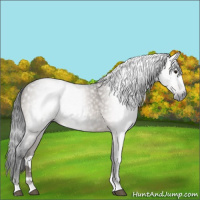 Horse Color:Gray Brown Dun Rabicano 