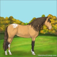 Horse Color:Buckskin Appaloosa 