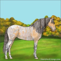 Horse Color:Buckskin Ice  and Bay Ice Appaloosa 