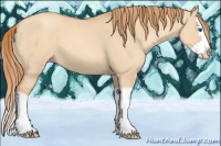 Horse Color:Gold Champagne Dun Splash 