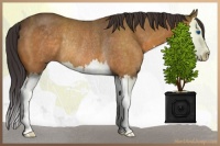 Horse Color:Buckskin Roan Splash Rabicano 