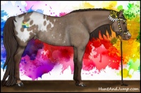 Horse Color:Liver Red Dun Appaloosa Rabicano