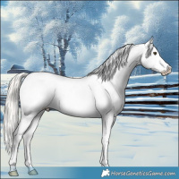 Horse Color:Liver Chestnut Mushroom Appaloosa 