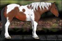 Horse Color:Brown Tobiano 