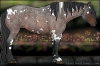 Horse Color:White Spotted Brown Roan 
