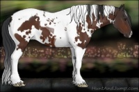 Horse Color:White Spotted Brown Tobiano 