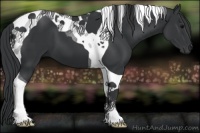 Horse Color:Black Tobiano 