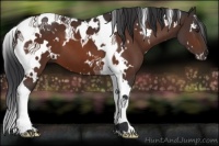 Horse Color:White Spotted Brown Tobiano 