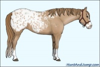 Horse Color:Black Pearl Sabino Splash Appaloosa 