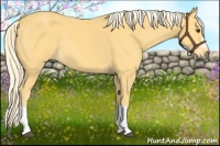 Horse Color:Palomino 