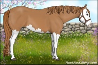 Horse Color:Chestnut Splash 