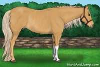 Horse Color:Palomino Rabicano