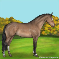 Horse Color:Brown Dun Sabino 