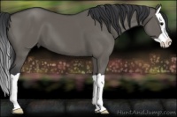 Horse Color:Grullo Splash 