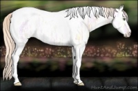 Horse Color:Gold Champagne Ice Splash Tobiano 